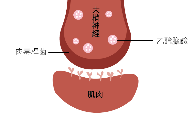 一張含有 卡通, 文字, 美工圖案, 牙齒 的圖片

自動產生的描述