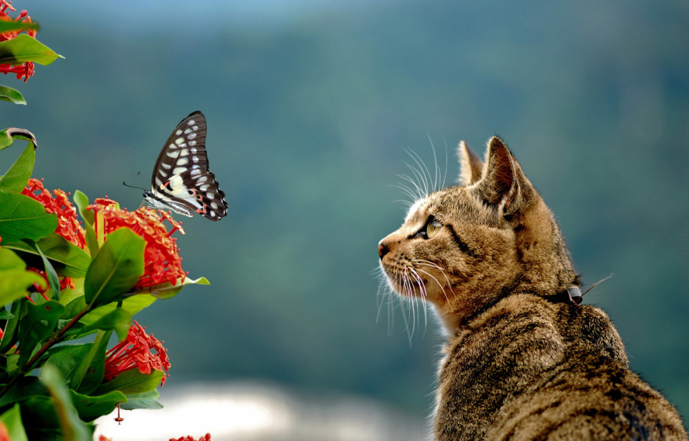 貓咪與蝴蝶的愛情故事