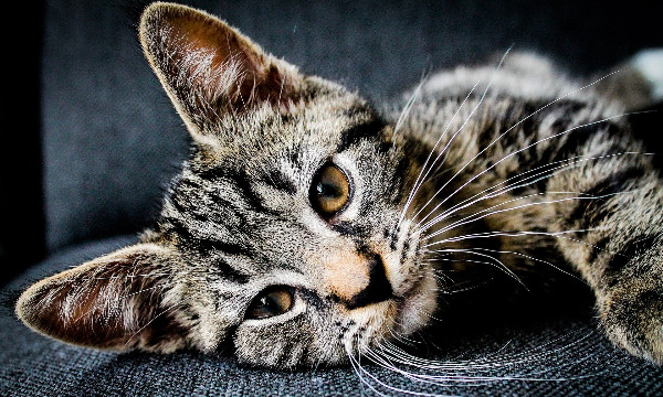 貓咪哥｜命理師