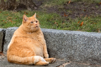 把囤積的熱量跳掉！年後高效率燃脂攻略