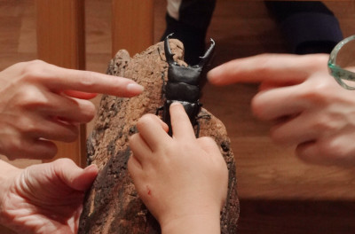 11月1日【蟲蟲生態大揭秘！昆蟲探索體驗課】6歲以上｜永和兒童手作
