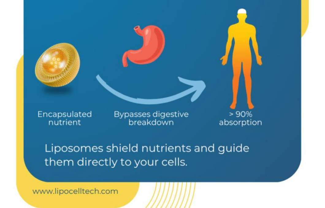 Liposomal supplements have a scientifically proven high absorption and bioavailability.