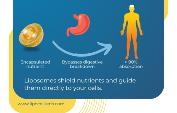 Liposomal supplements have a scientifically proven high absorption and bioavailability.